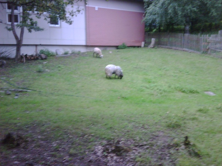 img00118_20110704_2036_detail