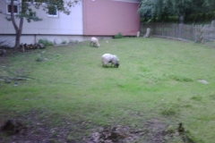 img00118_20110704_2036_detail